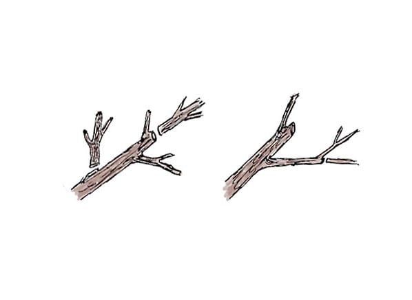 Pruning And Planting Trees