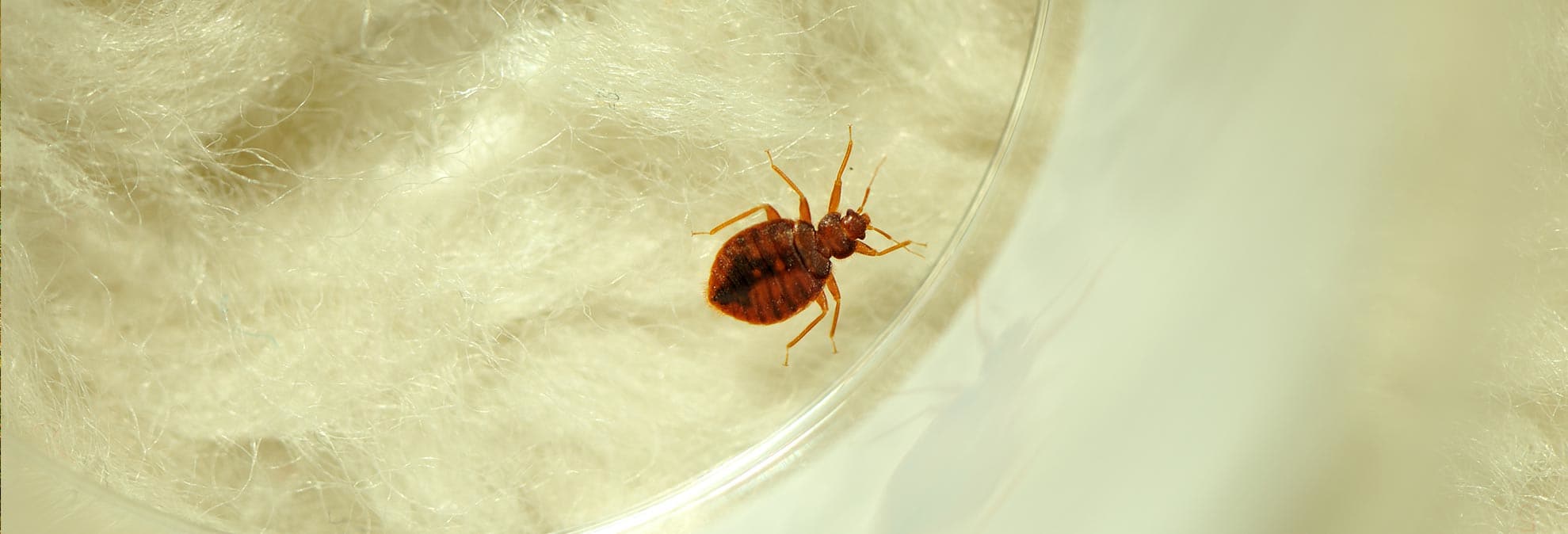 How to Get Rid of Bed Bugs - Consumer Reports