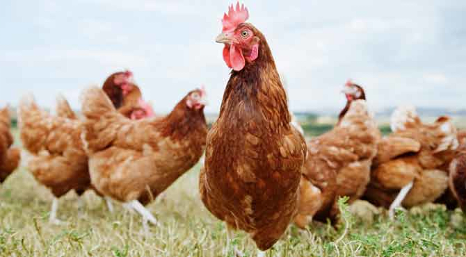 An image of chickens in a grassy field.