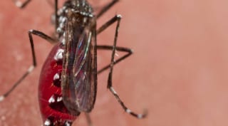 Where Zika Mosquitoes Can Live in the U.S. - Consumer Reports