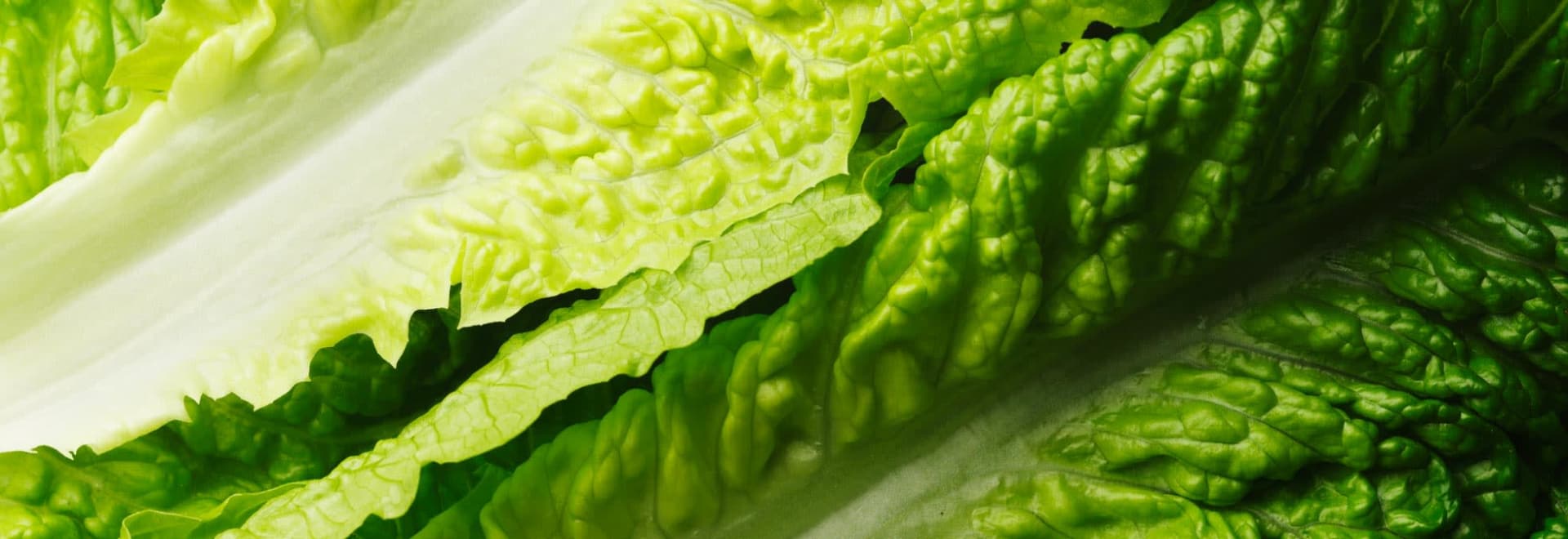 Romaine Lettuce