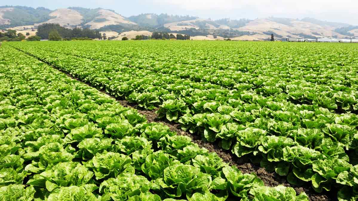 Romaine Lettuce Labels Have Shortcomings - Consumer Reports