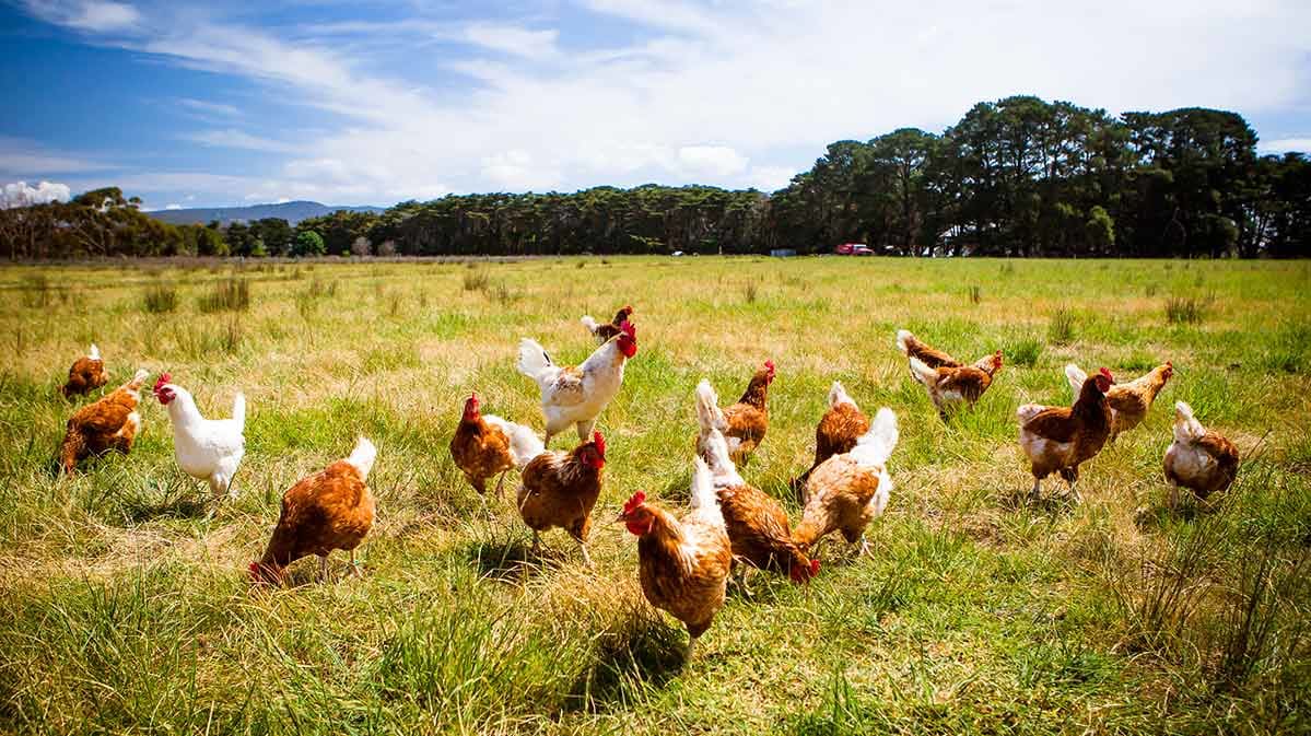 Free-range chickens in a field.