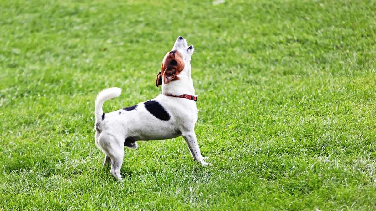 What to Do About a Neighbor's Barking Dog - Consumer Reports