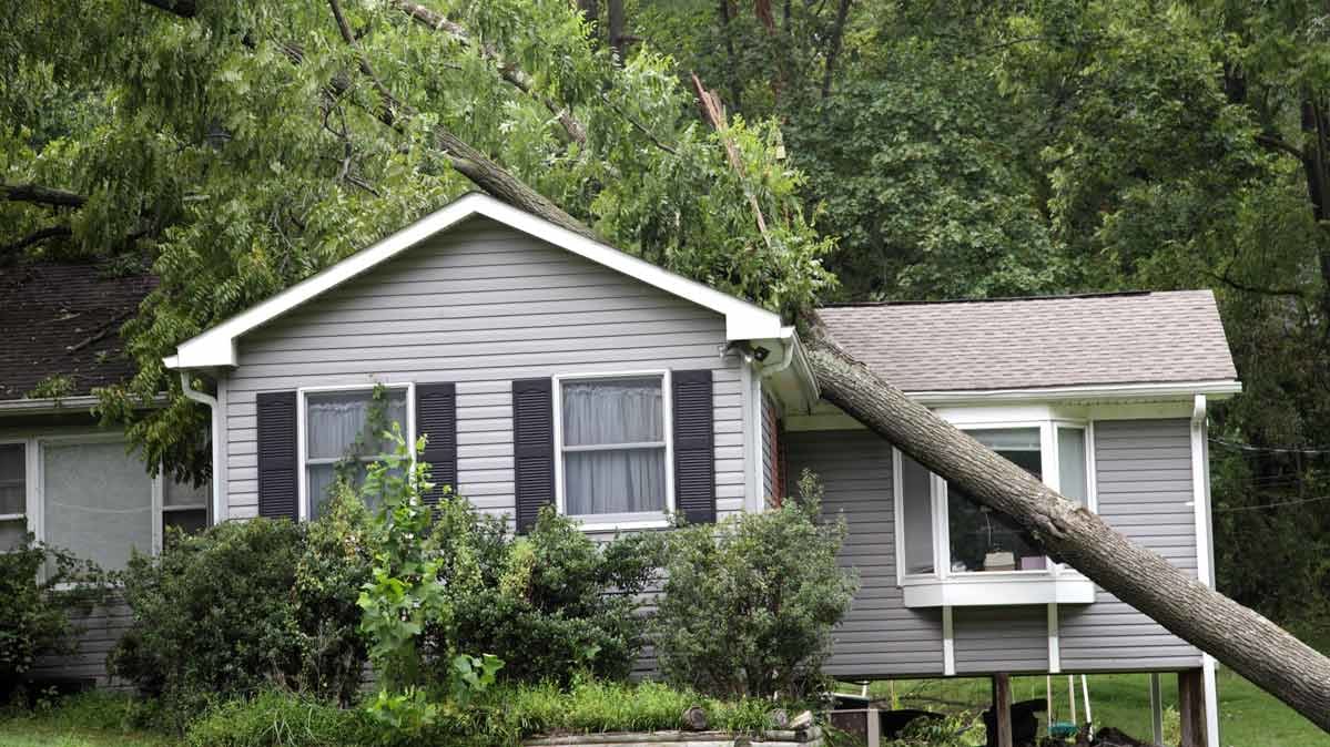 When A Tree Falls Who Pays For The Damage Consumer Reports