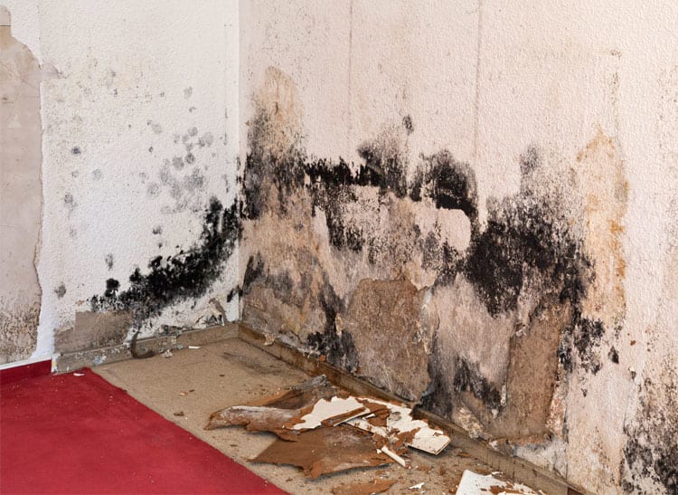 Severe mold damage to a basement wall.