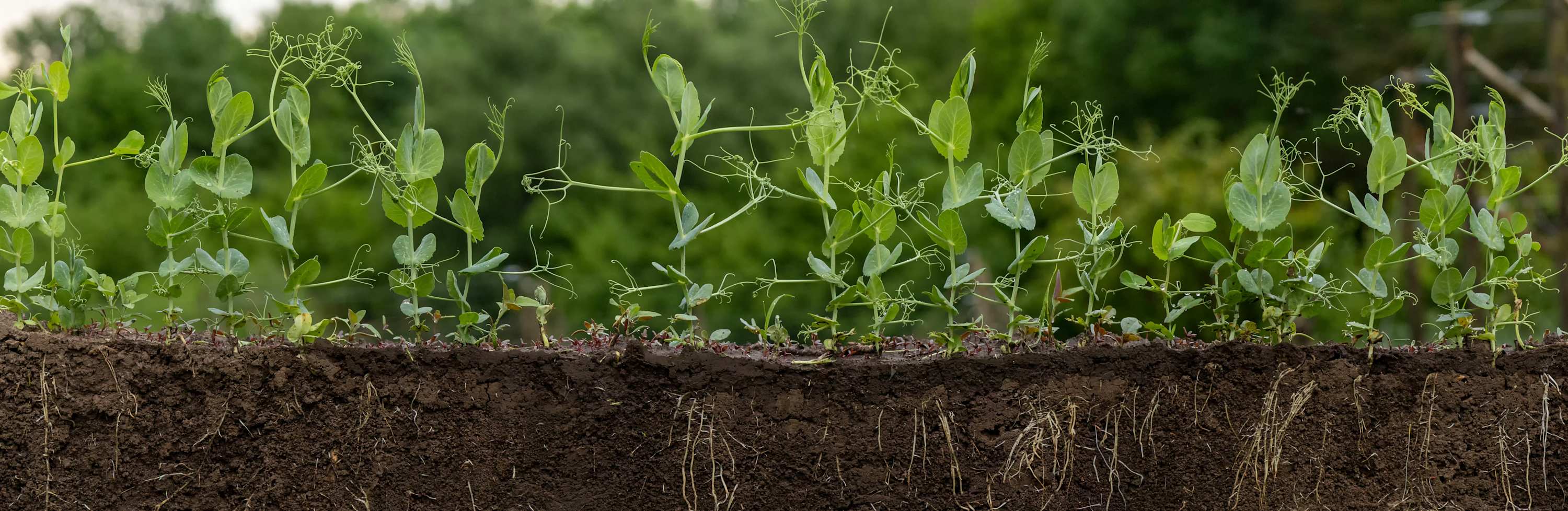 Cross-section of soil showing pea plants above ground and their roots below.