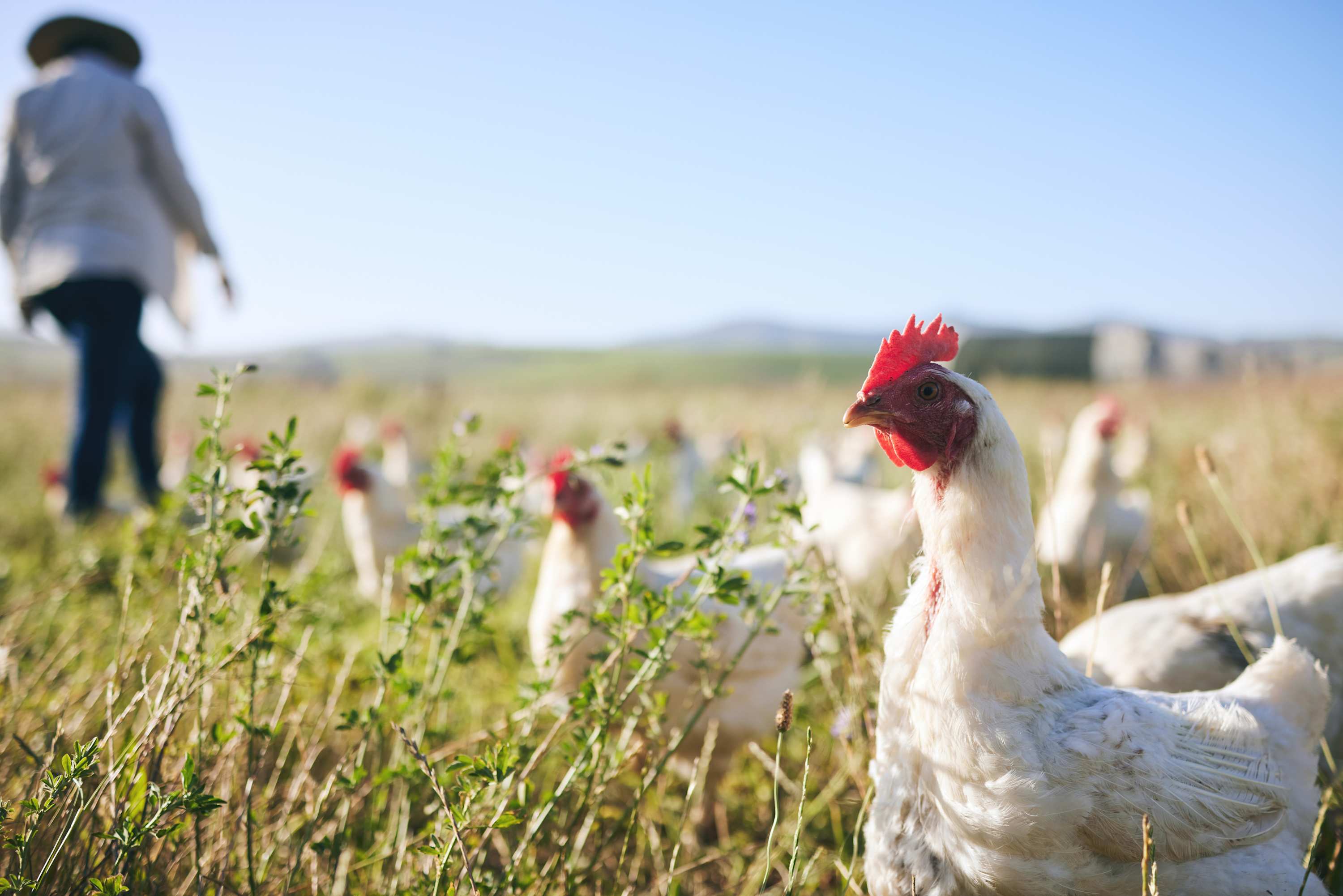Chickens forage in tall grass as a farmer walks away in the distance.