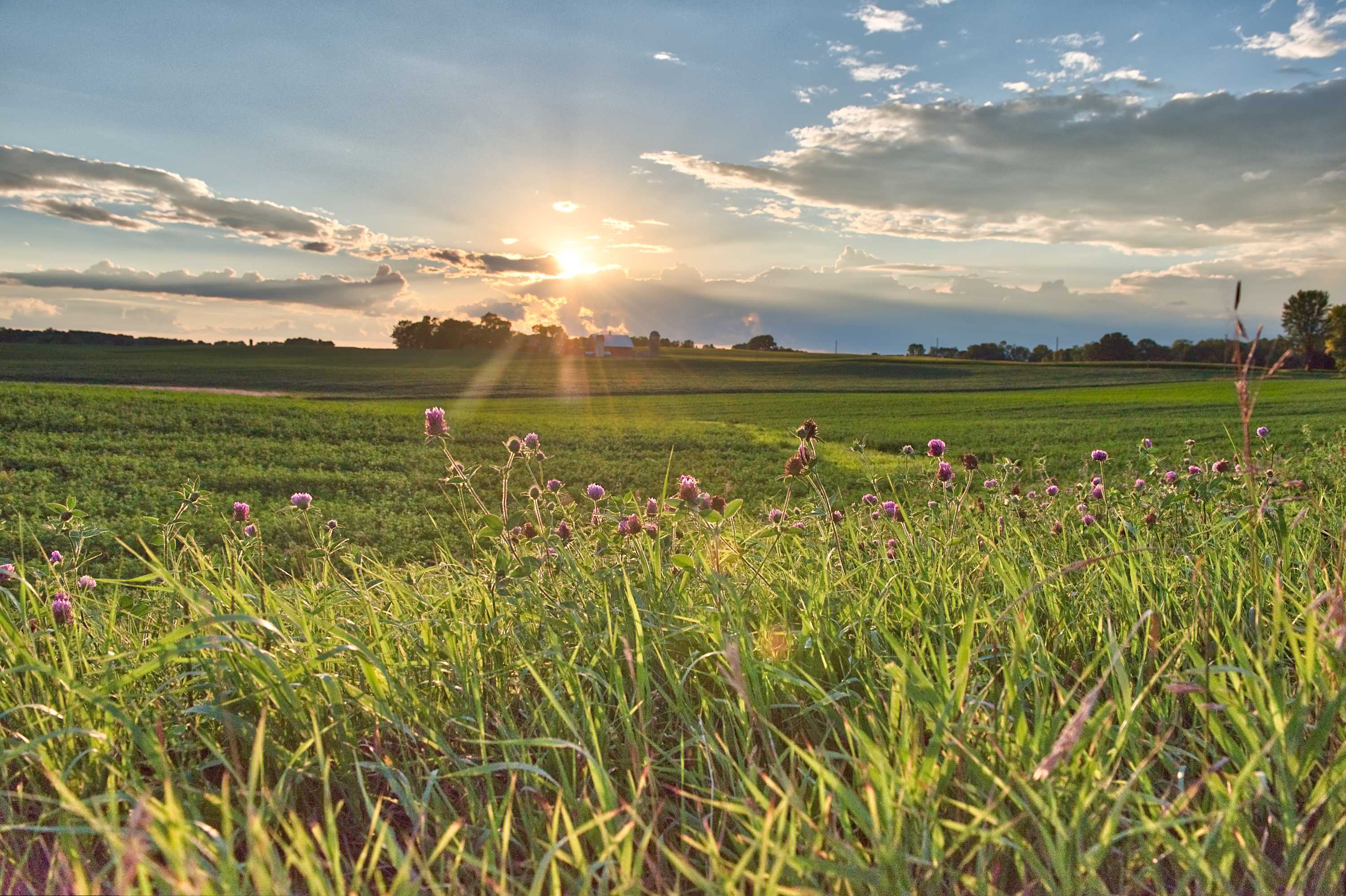 Clover and grasses in a pasture at sunset.