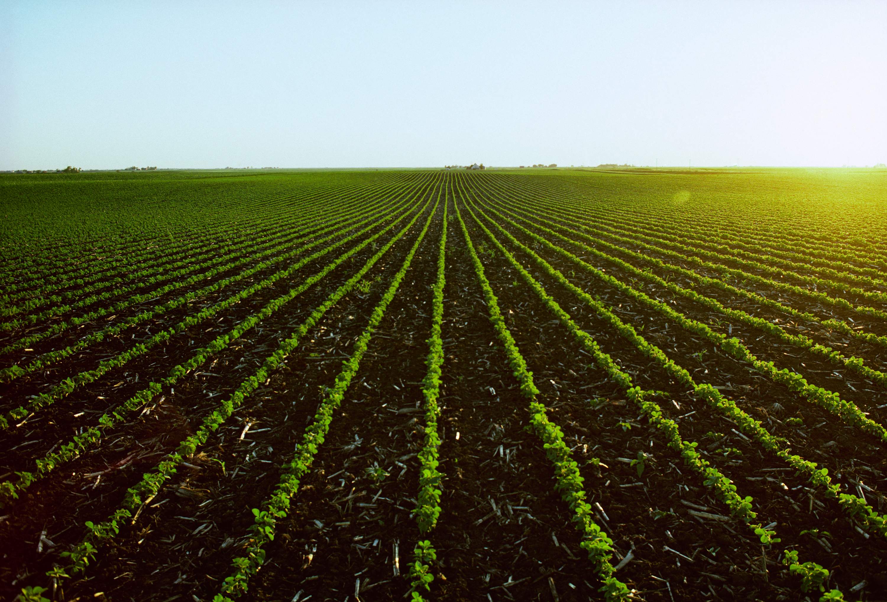Rows of young soybeans growing through no-till corn residue at sunrise.