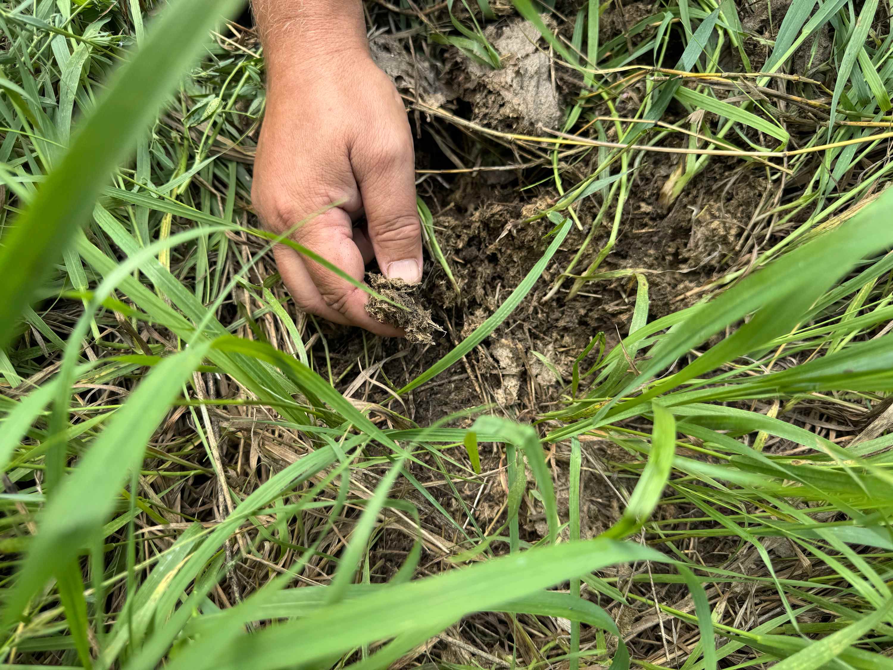 A hand lifts a clump of soil from beneath thick grass.