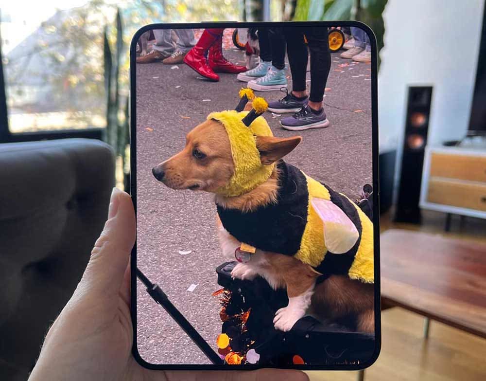 Photos from a Halloween dog costume contest looked particularly vivid on the large display.