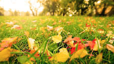 Do You Really Need to Rake Your Leaves?