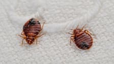 7 Myths About Bed Bugs Debunked