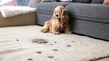 A dog sitting by couch with a trail of muddy paws