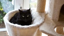 black cat resting in fluffy nest of cat tree