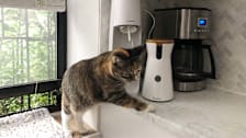 Frannie the cat checking out the Furbo pet cam.