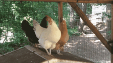 GIF of hens in chicken coop moving