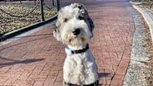 Luna the Sheepadoodle wearing the Tractive pet tracker at her local park