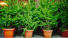 christmas trees in planters
