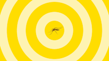 mosquito in center of yellow target