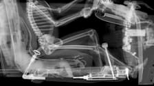 Skeleton driver in car, X-ray