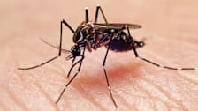 Mosquito biting a hand