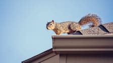 squirrel on edge of shingled roof with gutter and blue sky behind it
