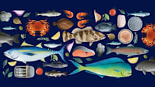 Illustration of various seafood