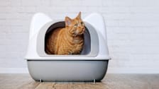 A cat in a litter box.