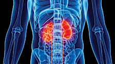 illustration of torso showing bones and organs with kidneys colored in red