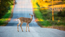 white tail deer in middle of country road with grass, field, and telephone pole blurred in background