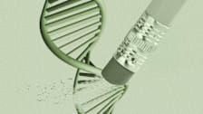 Pencil erasing part of a DNA (deoxyribonucleic acid) helix.