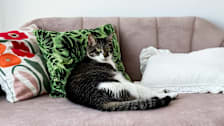 Frank the cat lounging on a couch.