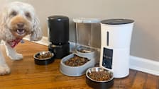 Dog with three automatic pet feeders