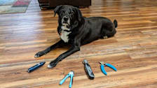 Dog with four nail clippers