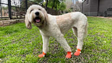 Dog wearing orange shoes