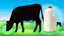 Two cows grazing on the field with 1/2 gallon of milk.