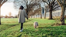 person walking dog on grass through park with trees, fence, and buildings blurred in background