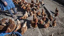 A farmer standing amongst her chickens at a farm in California.