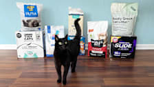 a cat in front of various cat litters