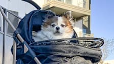 Small dog in a dog stroller