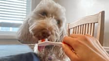 Dog sitting at a table licking a toothbrush