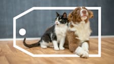 Dog and cat sitting surround by a price tag graphic.