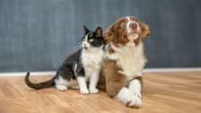 A cat and a dog sitting together on a floor.