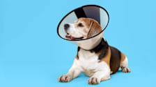 Elderly beagle wearing a cone from the vet.