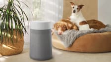 Blueair Blue Pure 300+ Max air purifier in living room with plant and two dogs in dog bed in background