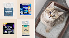 Exquisicat, Fresh Step, Arm & Hammer, Frisco cat litter, kitten in a litter box