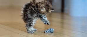 How to Pick the Best Cat Toys for the Holidays