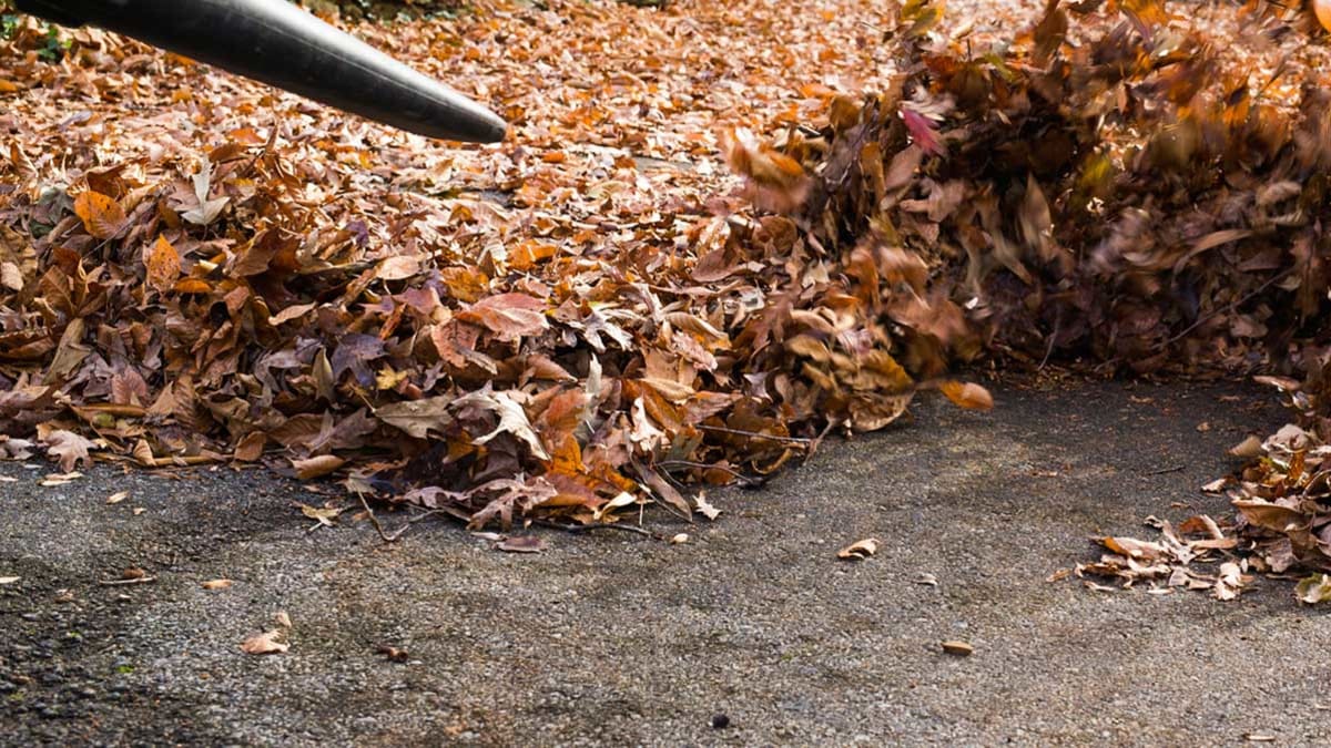 Best Leaf Blower Buying Guide Consumer Reports